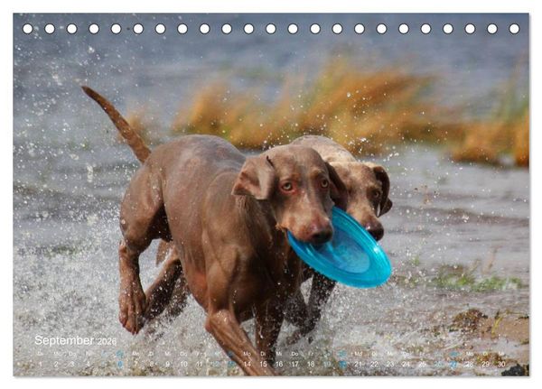 Produktbild: SPLASH - Hunde im Wasser (Tischkalender 2026 DIN A5 quer), CALVENDO Monatskalender