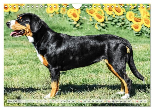 Produktbild: Entlebucher - Temperamentvolle Schweizer Sennenhunde (Wandkalender 2026 DIN A4 quer), CALVENDO Monatskalender