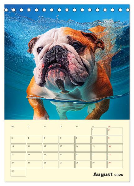 Produktbild: English Bulldogs. Fr&ouml;hliche Dickk&ouml;pfe mit Charakter (Tischkalender 2026 DIN A5 hoch), CALVENDO Monatskalender