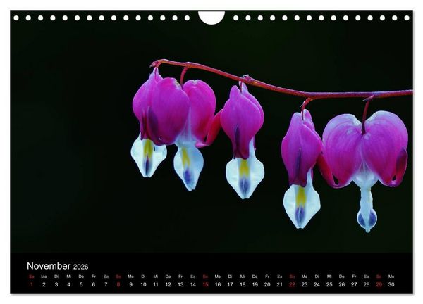 Produktbild: Wilde Bl&uuml;ten-Tr&auml;ume (Wandkalender 2026 DIN A4 quer), CALVENDO Monatskalender