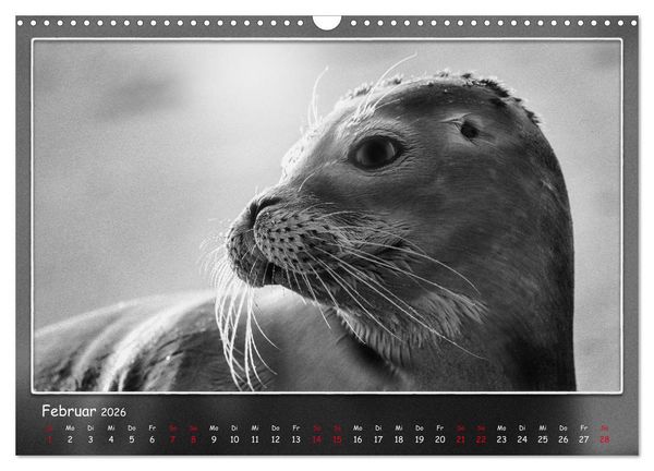 Produktbild: Tieren ins Gesicht geschaut (Wandkalender 2026 DIN A3 quer), CALVENDO Monatskalender