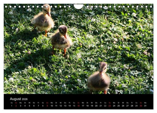 Produktbild: Laufentenk&uuml;ken - Sunny (Wandkalender 2026 DIN A4 quer), CALVENDO Monatskalender