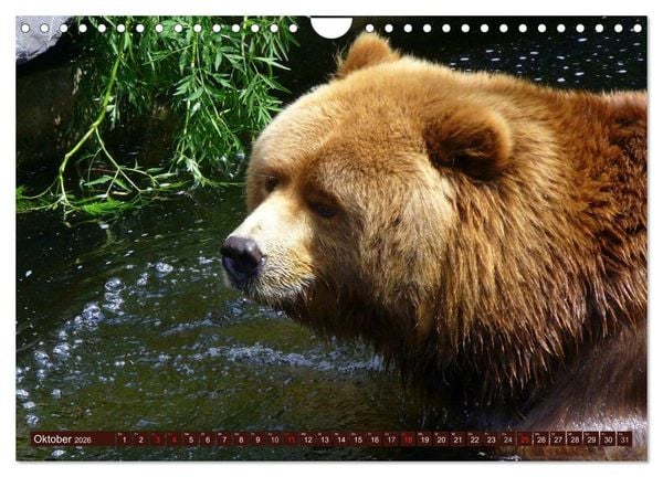 Produktbild: B&auml;ren. Kraftpakete auf leisen Sohlen (Wandkalender 2026 DIN A4 quer), CALVENDO Monatskalender