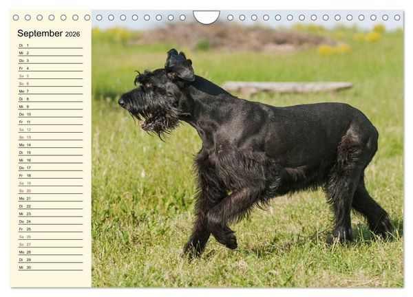 Produktbild: Treuer Freund Riesenschnauzer (Wandkalender 2026 DIN A4 quer), CALVENDO Monatskalender