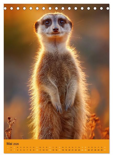 Produktbild: Die Erdm&auml;nnchen Familie - Kalender der niedlichen Tiere (Tischkalender 2026 DIN A5 hoch), CALVENDO Monatskalender