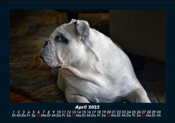 Produktbild: Hundezauber 2025 Fotokalender DIN A5