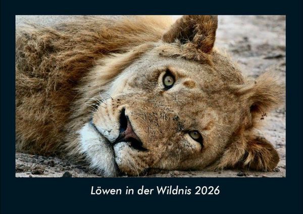 Produktbild: L&ouml;wen in der Wildnis 2026 Fotokalender DIN A4
