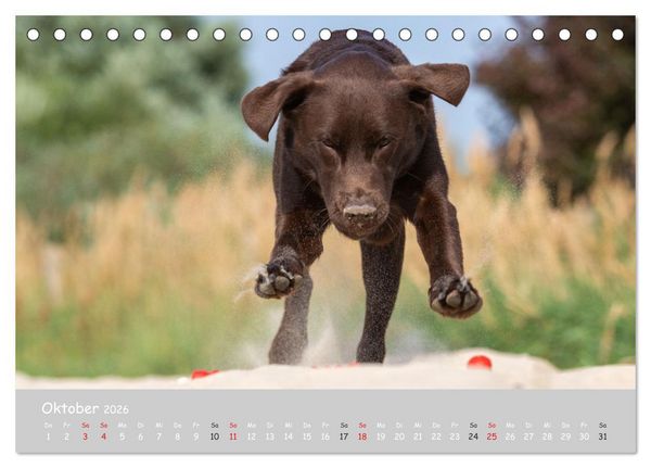 Produktbild: Liebenswerter Labrador 2026 (Tischkalender 2026 DIN A5 quer), CALVENDO Monatskalender