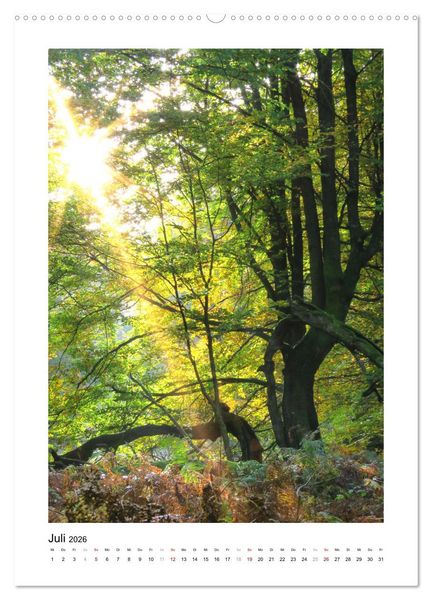 Produktbild: Mein Sehnsuchtsort, der Wald (Wandkalender 2026 DIN A2 hoch), CALVENDO Monatskalender