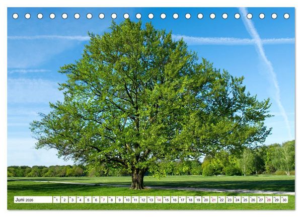 Produktbild: Die Buche: 12 Baumportr&auml;ts (Tischkalender 2026 DIN A5 quer), CALVENDO Monatskalender