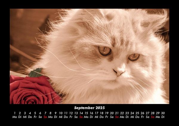 Produktbild: F&uuml;r Katzenfreunde 2025 Fotokalender DIN A3