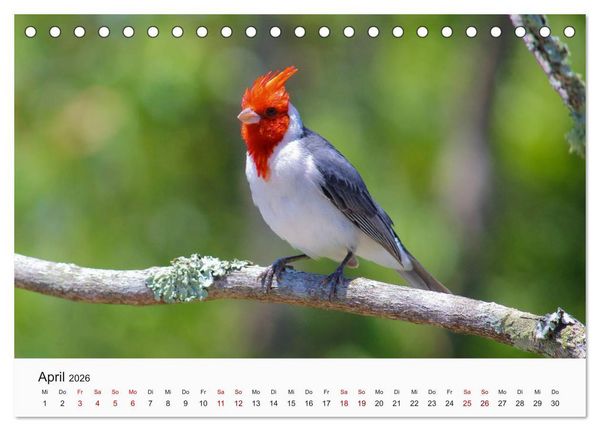 Produktbild: V&ouml;gel - Die K&ouml;nige der L&uuml;fte (Tischkalender 2026 DIN A5 quer), CALVENDO Monatskalender