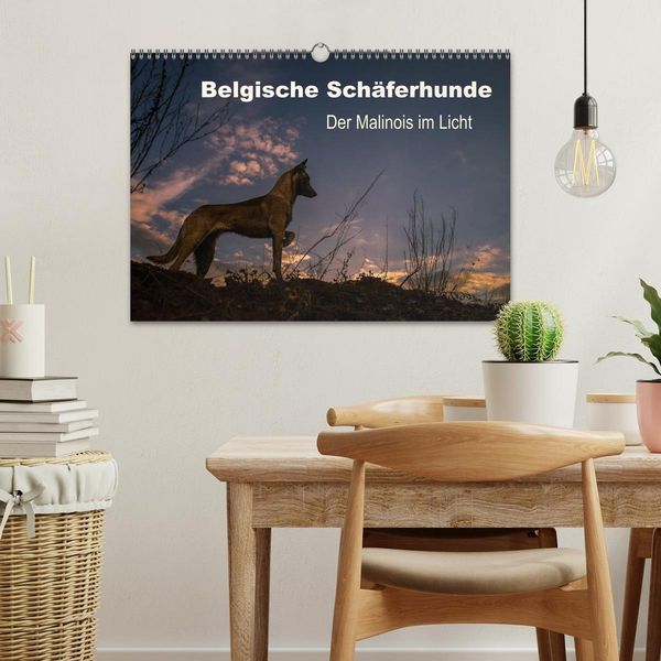 Belgische Schäferhunde - Der Malinois im Licht (Wandkalender 2025 DIN A3 quer), CALVENDO Monatskalender