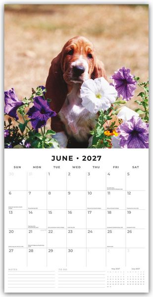 Produktbild: Basset Hounds &ndash; Basset Hound 2027 &ndash; 16-Monatskalender