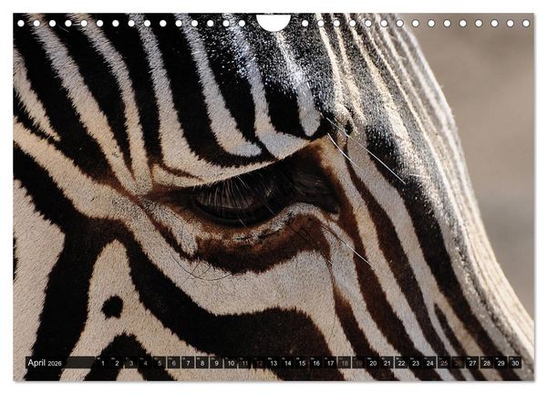 Produktbild: Wilde Tiere - Die sch&ouml;nsten Portraits (Wandkalender 2026 DIN A4 quer), CALVENDO Monatskalender