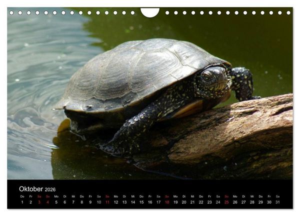 Produktbild: Das Leben der Schildkr&ouml;ten (Wandkalender 2026 DIN A4 quer), CALVENDO Monatskalender