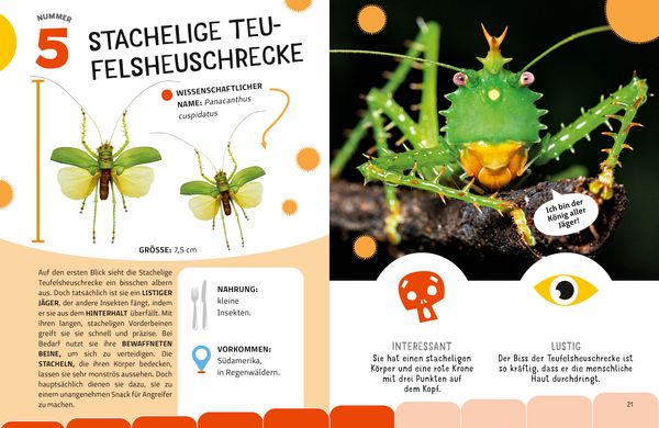 Produktbild: Top Ten die seltsamsten Insekten