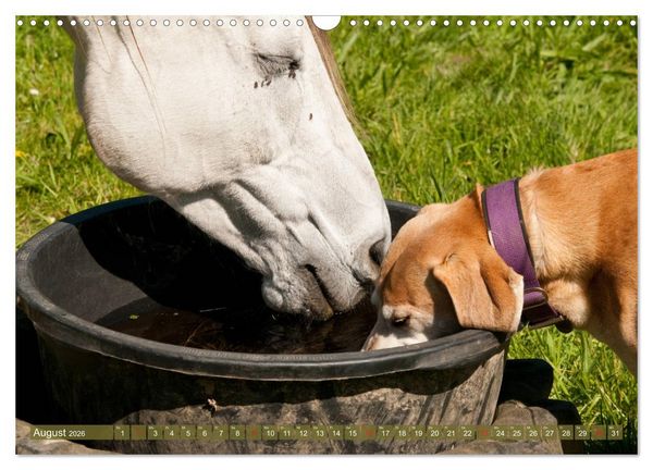 Produktbild: Pferd und Hund - Vierbeinige Freunde (Wandkalender 2026 DIN A3 quer), CALVENDO Monatskalender