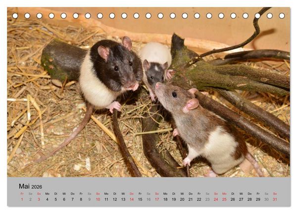 Produktbild: Mausebande (Tischkalender 2026 DIN A5 quer), CALVENDO Monatskalender