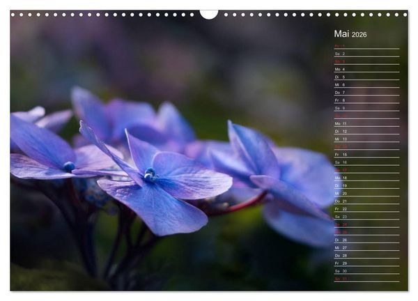 Produktbild: Die Hortensie und ihre vielen Gesichter (Wandkalender 2026 DIN A3 quer), CALVENDO Monatskalender
