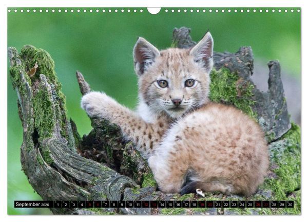 Produktbild: Nordhessens Tierkinder (Wandkalender 2026 DIN A3 quer), CALVENDO Monatskalender