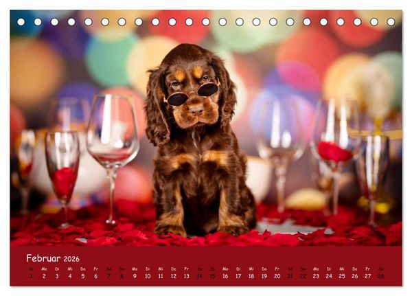 Produktbild: Elvis ein Engl. Cocker Spaniel wird Gro&szlig; (Tischkalender 2026 DIN A5 quer), CALVENDO Monatskalender