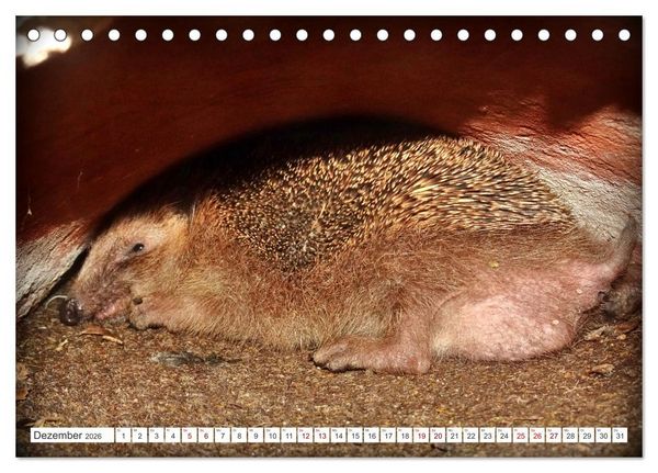 Produktbild: Mein Haus-Igel (Tischkalender 2026 DIN A5 quer), CALVENDO Monatskalender