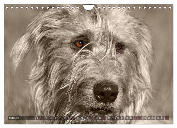 Produktbild: Windhunde eye-catcher (Wandkalender 2026 DIN A4 quer), CALVENDO Monatskalender