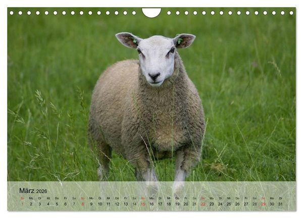 Produktbild: Schafe z&auml;hlen leicht gemacht! (Wandkalender 2026 DIN A4 quer), CALVENDO Monatskalender