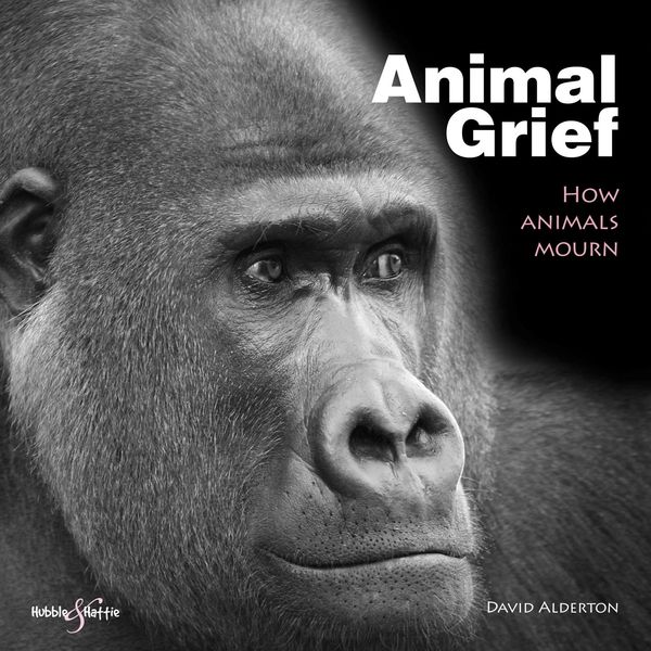 Produktbild: Animal Grief
