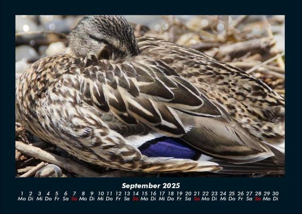 Produktbild: Enten 2025 Fotokalender DIN A4