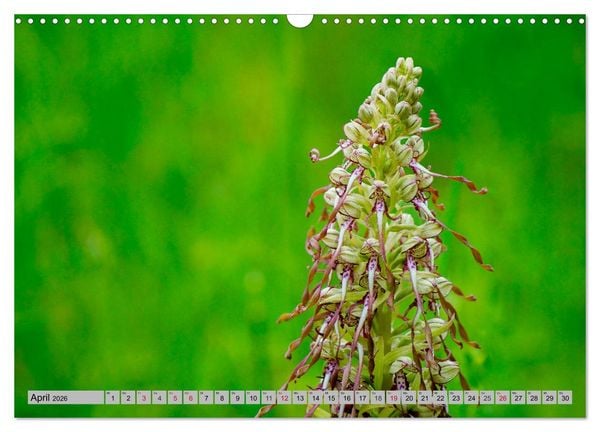 Produktbild: Orchideenwiese 2026 (Wandkalender 2026 DIN A3 quer), CALVENDO Monatskalender