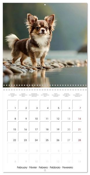 Produktbild: Chihuahuas - Companions for the Whole Year (Wall Calendar 2027 12 &times; 12 Inch) CALVENDO 12 Month Wall Calendar