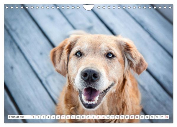 Produktbild: Golden Retriever Hailey Fotokalender (Wandkalender 2026 DIN A4 quer), CALVENDO Monatskalender