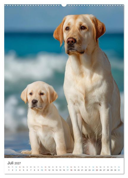 Produktbild: Mein Jahr mit Labradoren (Wandkalender 2027 DIN A2 hoch), CALVENDO Monatskalender