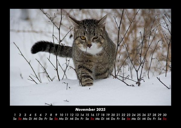 Produktbild: F&uuml;r Katzenfreunde 2025 Fotokalender DIN A3
