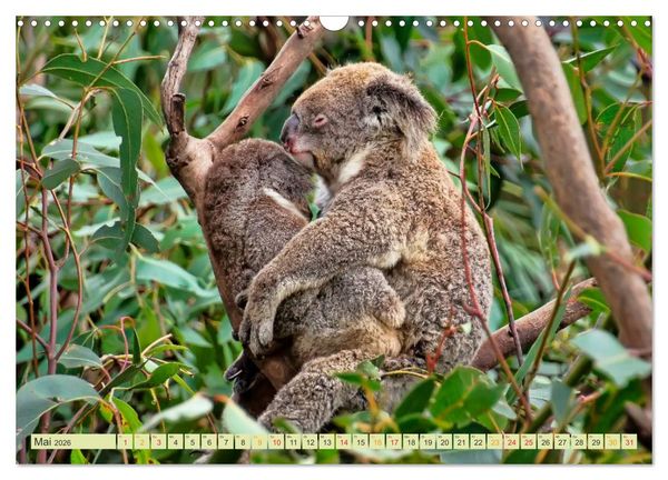 Produktbild: Koala - kleiner Teddy (Wandkalender 2026 DIN A3 quer), CALVENDO Monatskalender