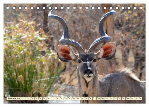 Produktbild: Afrika. Botswanas wundervolle Tierwelt (Tischkalender 2026 DIN A5 quer), CALVENDO Monatskalender