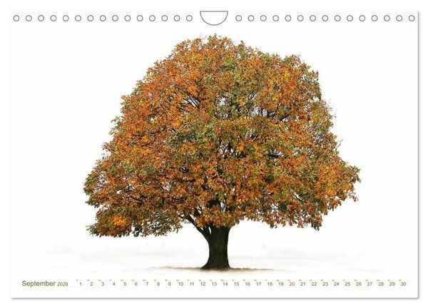 Produktbild: B&Auml;UME - wie gemalt (Wandkalender 2026 DIN A4 quer), CALVENDO Monatskalender