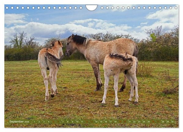 Produktbild: Mutterliebe - Konik Fohlen und Stute (Wandkalender 2026 DIN A4 quer), CALVENDO Monatskalender