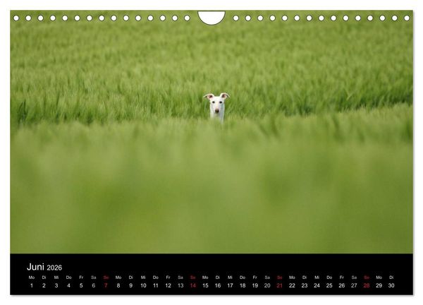 Produktbild: Der Windhundekalender (Wandkalender 2026 DIN A4 quer), CALVENDO Monatskalender