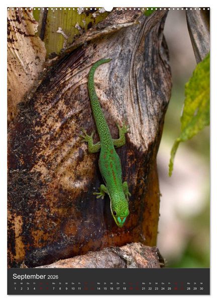 Produktbild: GECKOS (hochwertiger Premium Wandkalender 2026 DIN A2 hoch), Kunstdruck in Hochglanz