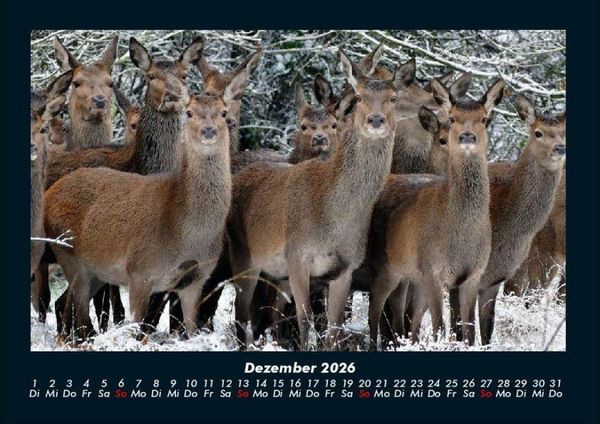 Produktbild: Tiere in der Wildnis 2026 Fotokalender DIN A4