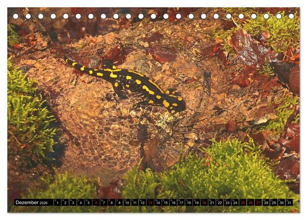 Produktbild: Im Revier der Salamander (Tischkalender 2026 DIN A5 quer), CALVENDO Monatskalender