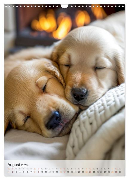 Produktbild: Golden Retriever - ein Hund f&uuml;r die Familie (Wandkalender 2026 DIN A3 hoch), CALVENDO Monatskalender