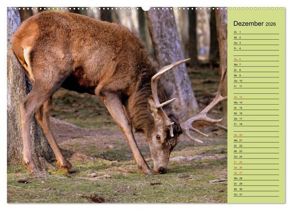 Produktbild: Hirsche - K&ouml;nige des Waldes/Geburtstagskalender (hochwertiger Premium Wandkalender 2026 DIN A2 quer), Kunstdruck in Hochglanz