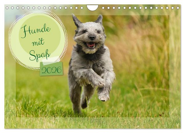 Hunde mit Spaß (Wandkalender 2026 DIN A4 quer), CALVENDO Monatskalender