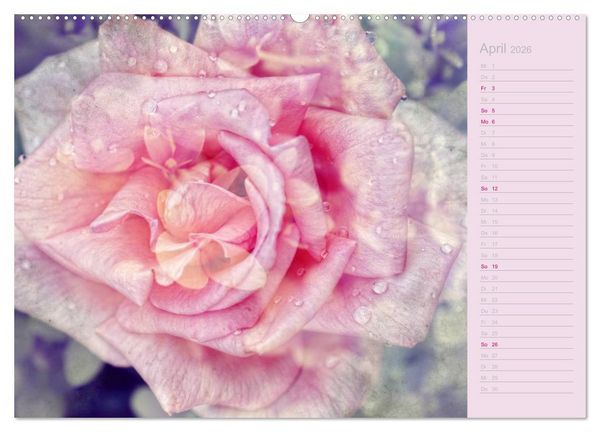 Produktbild: Romantische Rosen (hochwertiger Premium Wandkalender 2026 DIN A2 quer), Kunstdruck in Hochglanz