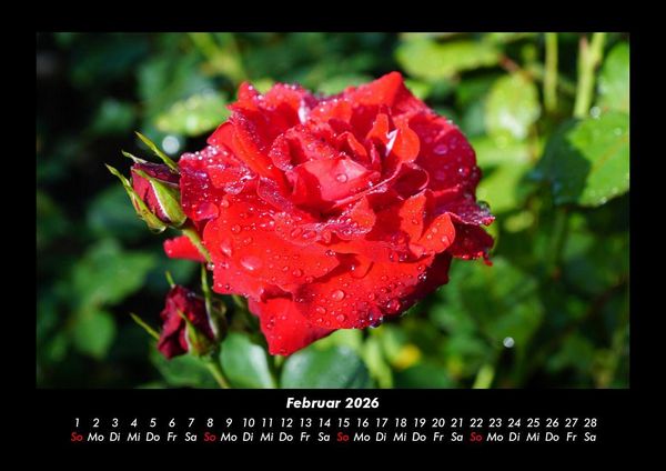 Produktbild: Rosentraum 2026 Fotokalender DIN A3