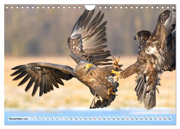 Produktbild: Majest&auml;tische Seeadler (Wandkalender 2026 DIN A4 quer), CALVENDO Monatskalender
